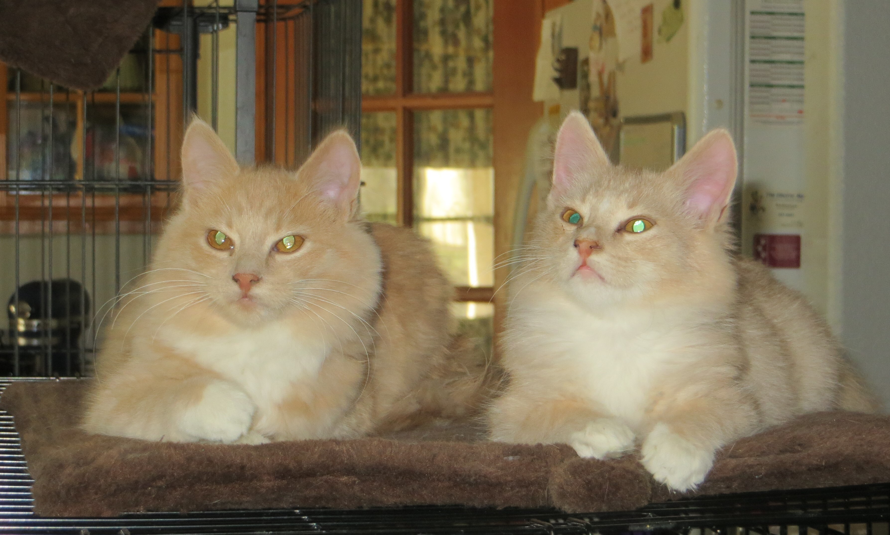 Enlarge Aphrodite, a Adoptable Turkish Angora in Cottonwood, CA image 5/12