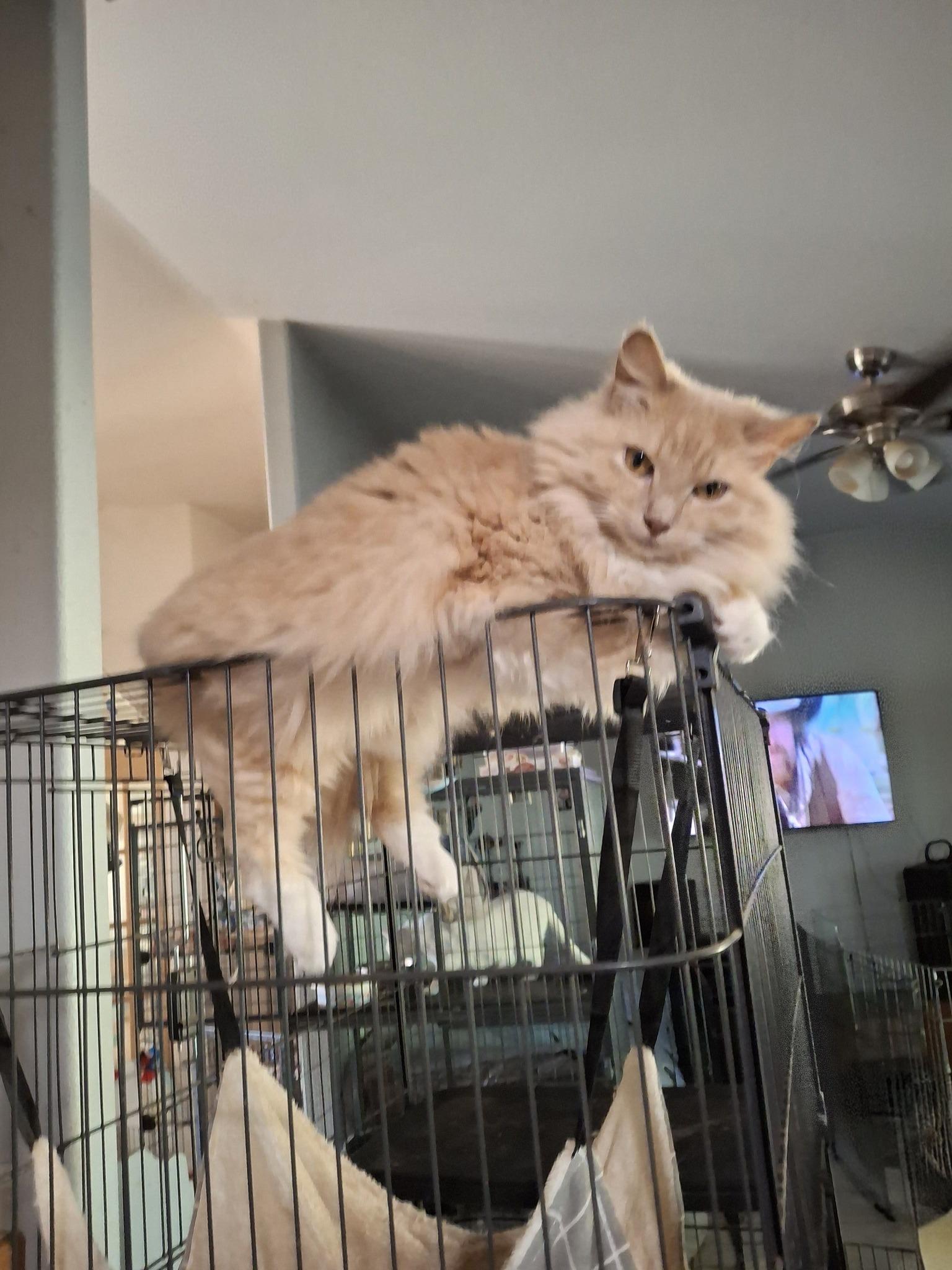 Aphrodite, Adoptable, Young Female Turkish Angora.