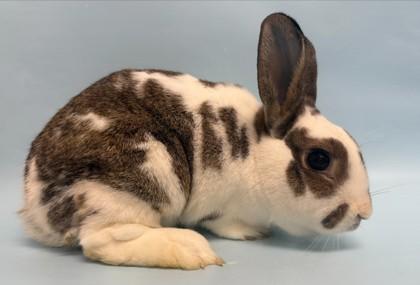 Enlarge Specks, a Adoptable Bunny Rabbit in Coon Rapids, MN image 1/1