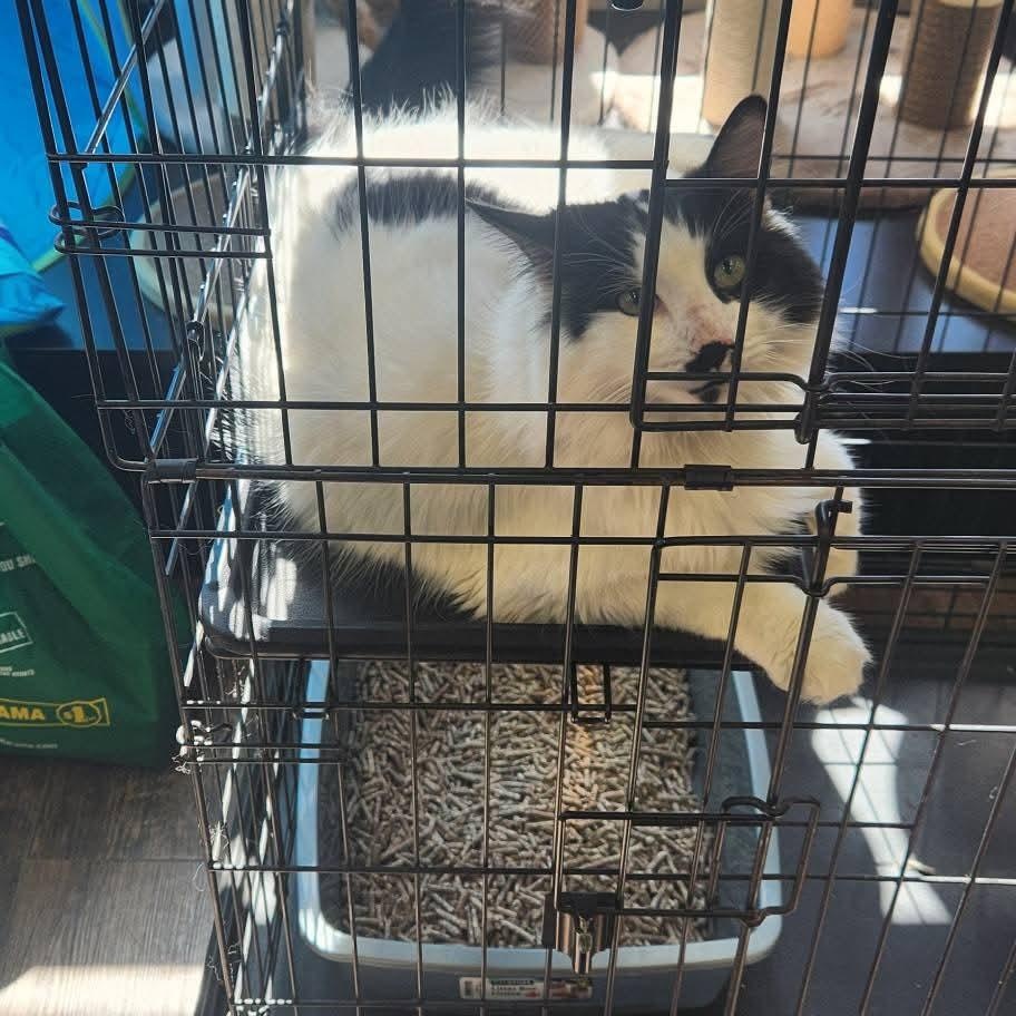 Enlarge Luigi, an adopted Domestic Medium Hair in Lucknow, ON image 3/3