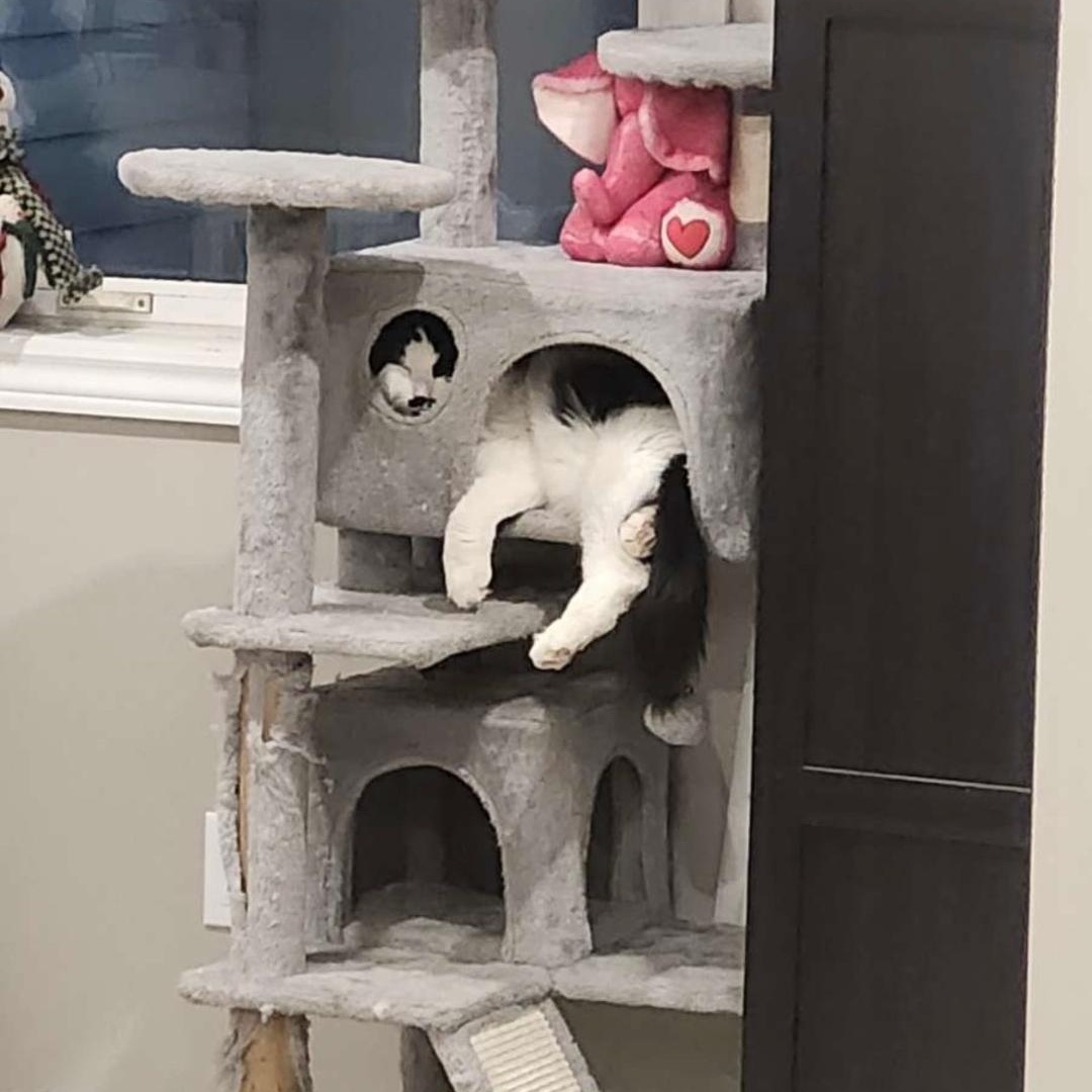 Enlarge Luigi, an adopted Domestic Medium Hair in Lucknow, ON image 1/3