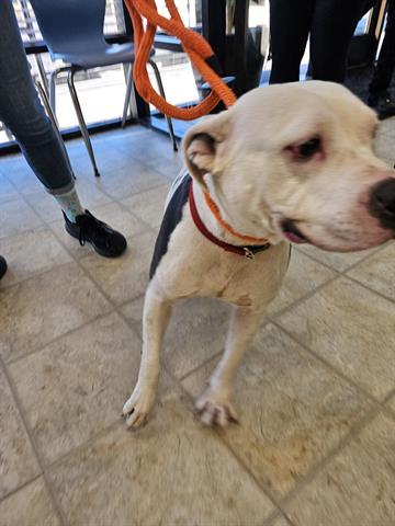 DIAMOND, Adoptable, Adult Female Pit Bull Terrier.