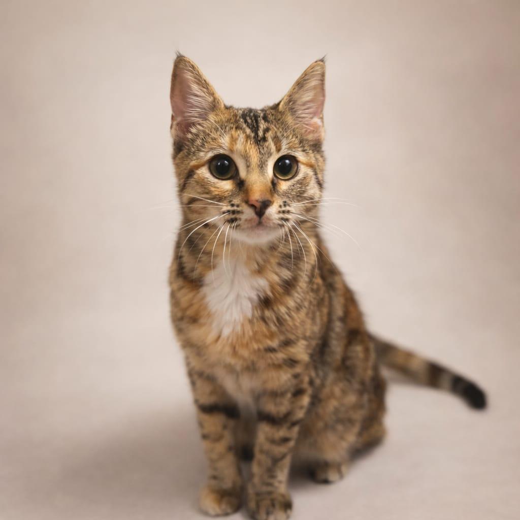 May, ADOPTABLE, Young Female Tabby.