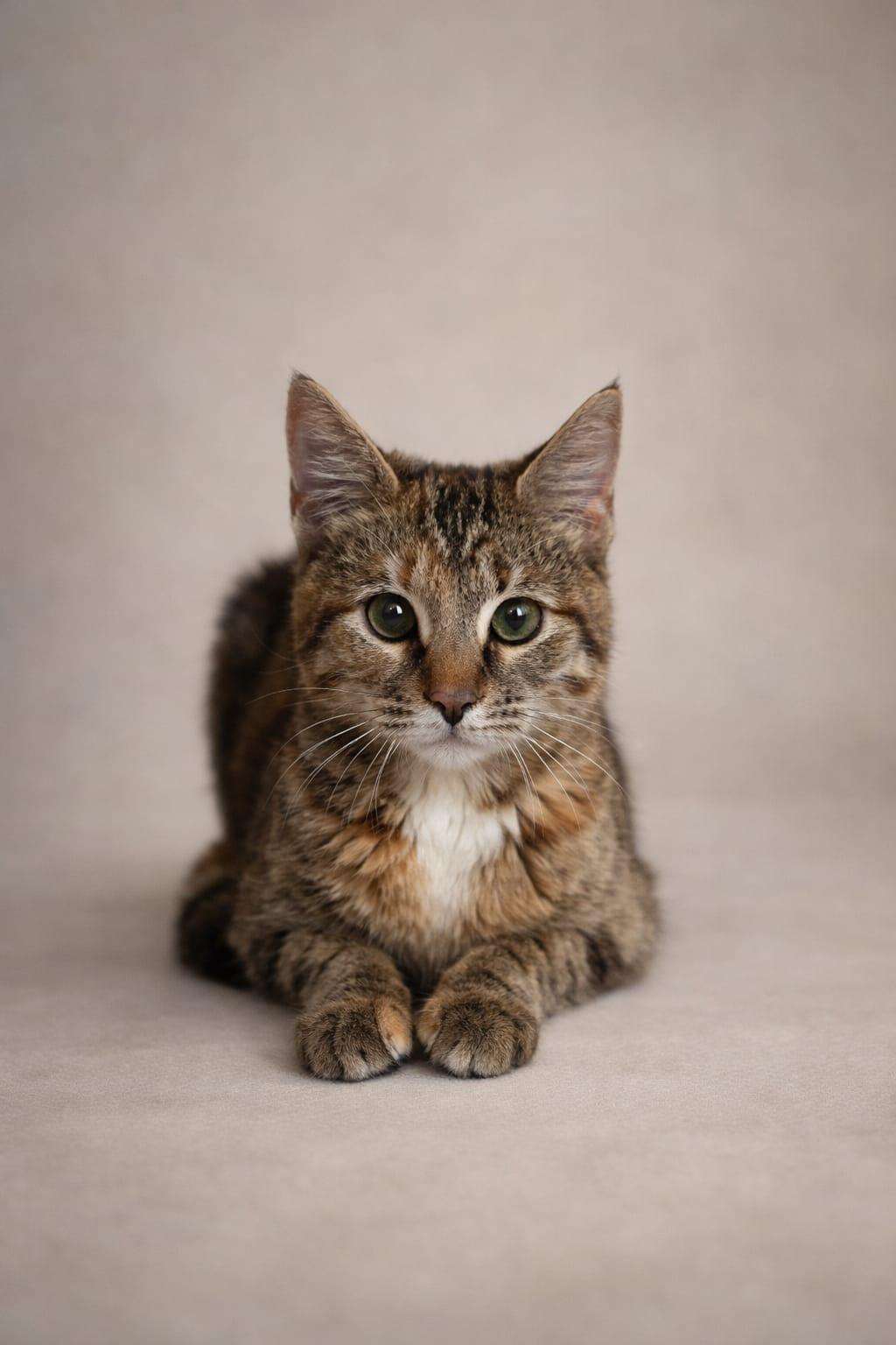 Enlarge May, a ADOPTABLE Tabby in Miami, FL image 2/3
