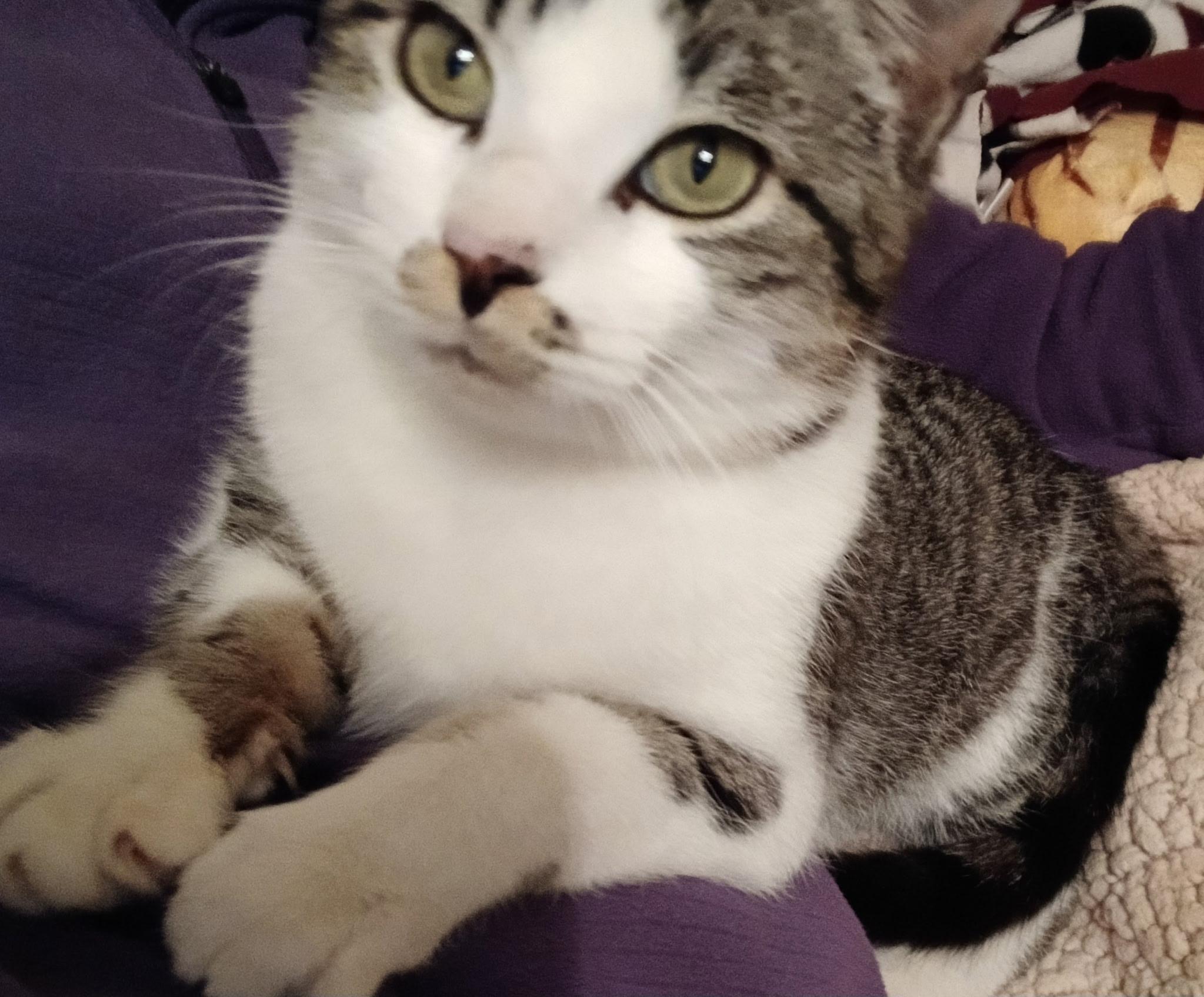 CLARK, Adoptable, Young Male Domestic Short Hair & Tabby.