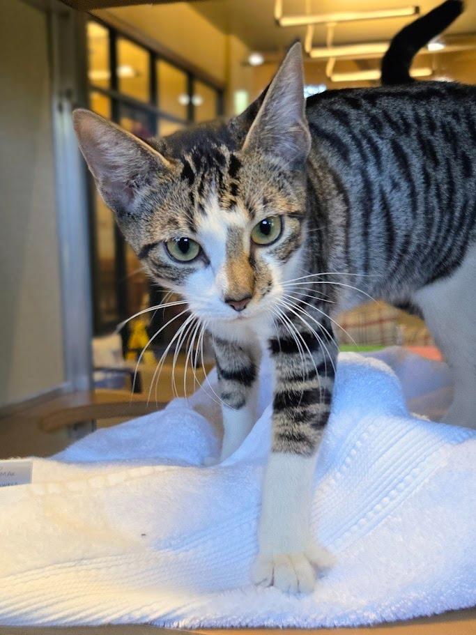 Nica, Adoptable, Young Female Domestic Short Hair.