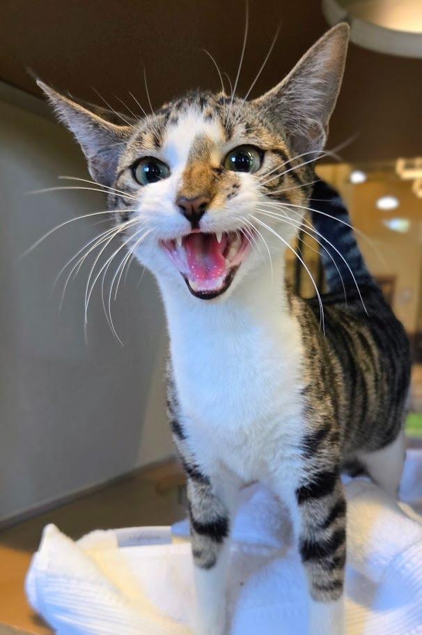 Enlarge Nica, a Adoptable Domestic Short Hair in Douglasville, GA image 2/3