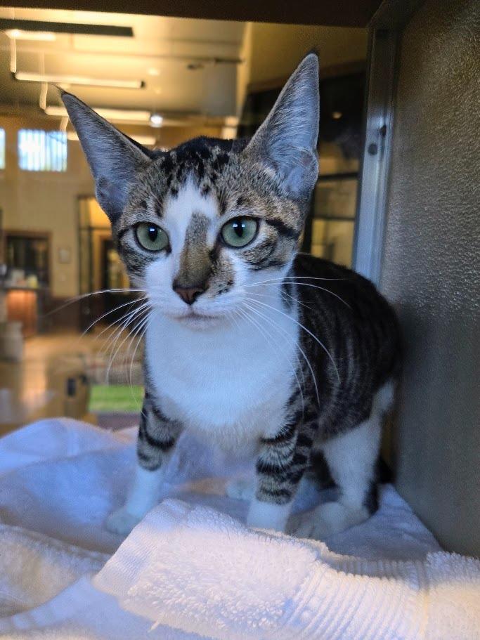 Enlarge Nica, a Adoptable Domestic Short Hair in Douglasville, GA image 3/3
