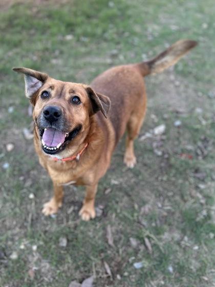 Rufus, Adoptable, Young Male Retriever & Black Mouth Cur.