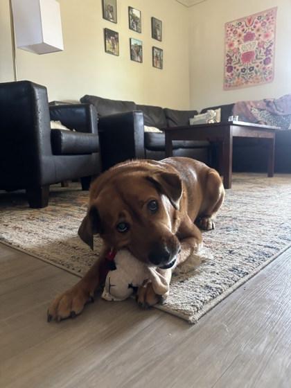 Enlarge Rufus (in foster), a Adoptable mixed breed in San Marcos, TX image 1/3