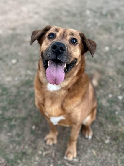 Rufus, a Adoptable mixed breed in San Marcos, TX image 2/3