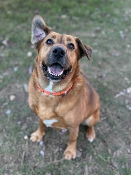 Enlarge Rufus (in foster), a Adoptable mixed breed in San Marcos, TX image 3/3