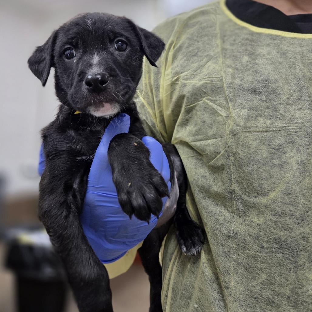 Arrietty, Adoptable, Puppy Female Retriever & Pit Bull Terrier.