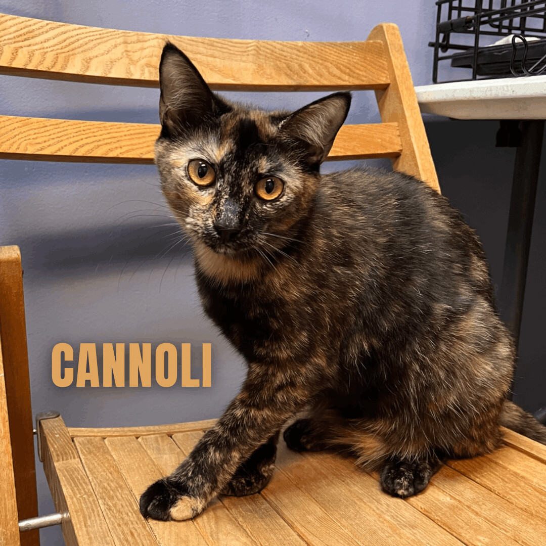 CANNOLI, a Adoptable Domestic Short Hair in Cape May, NJ image 1/12