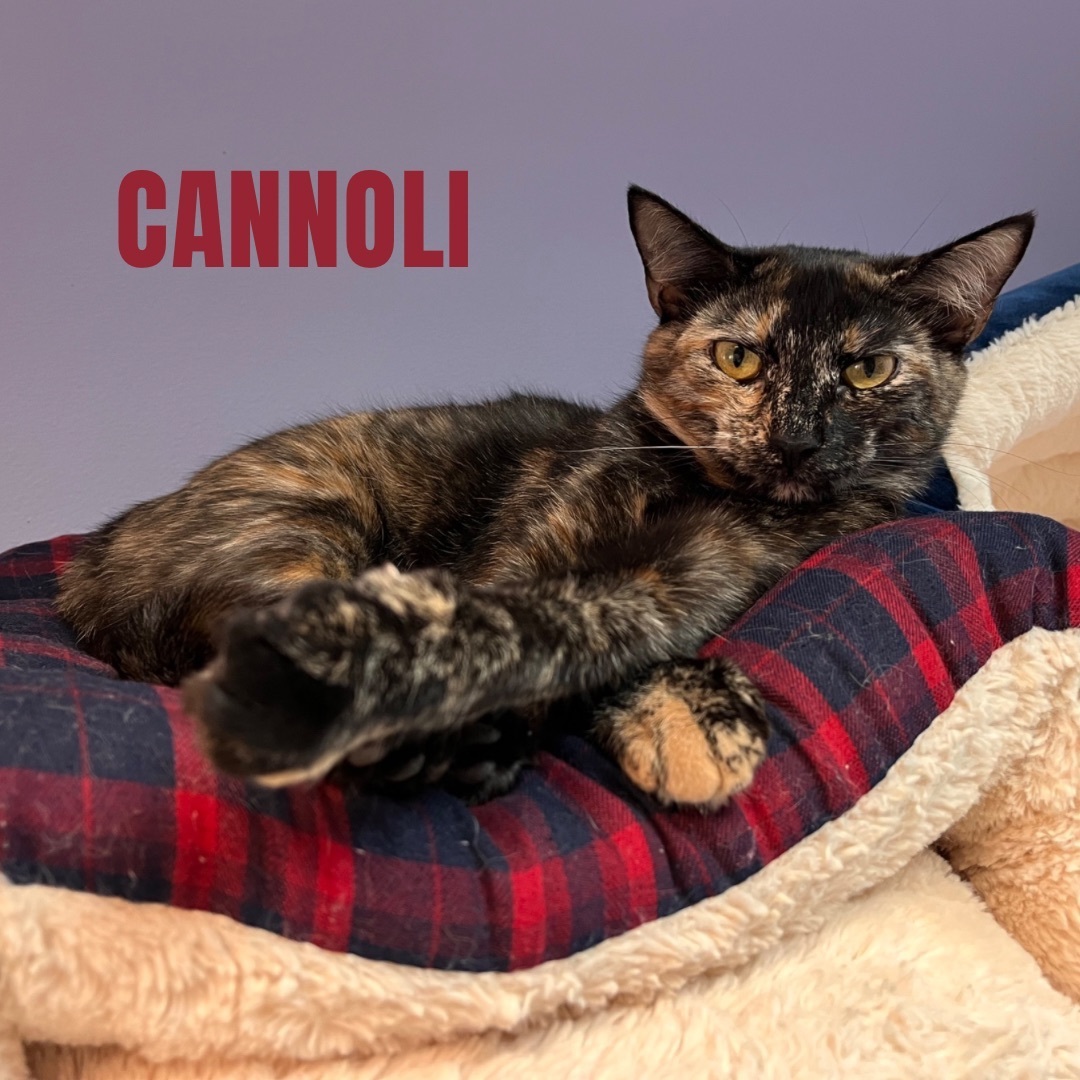 CANNOLI, a Adoptable Domestic Short Hair in Cape May, NJ image 2/12