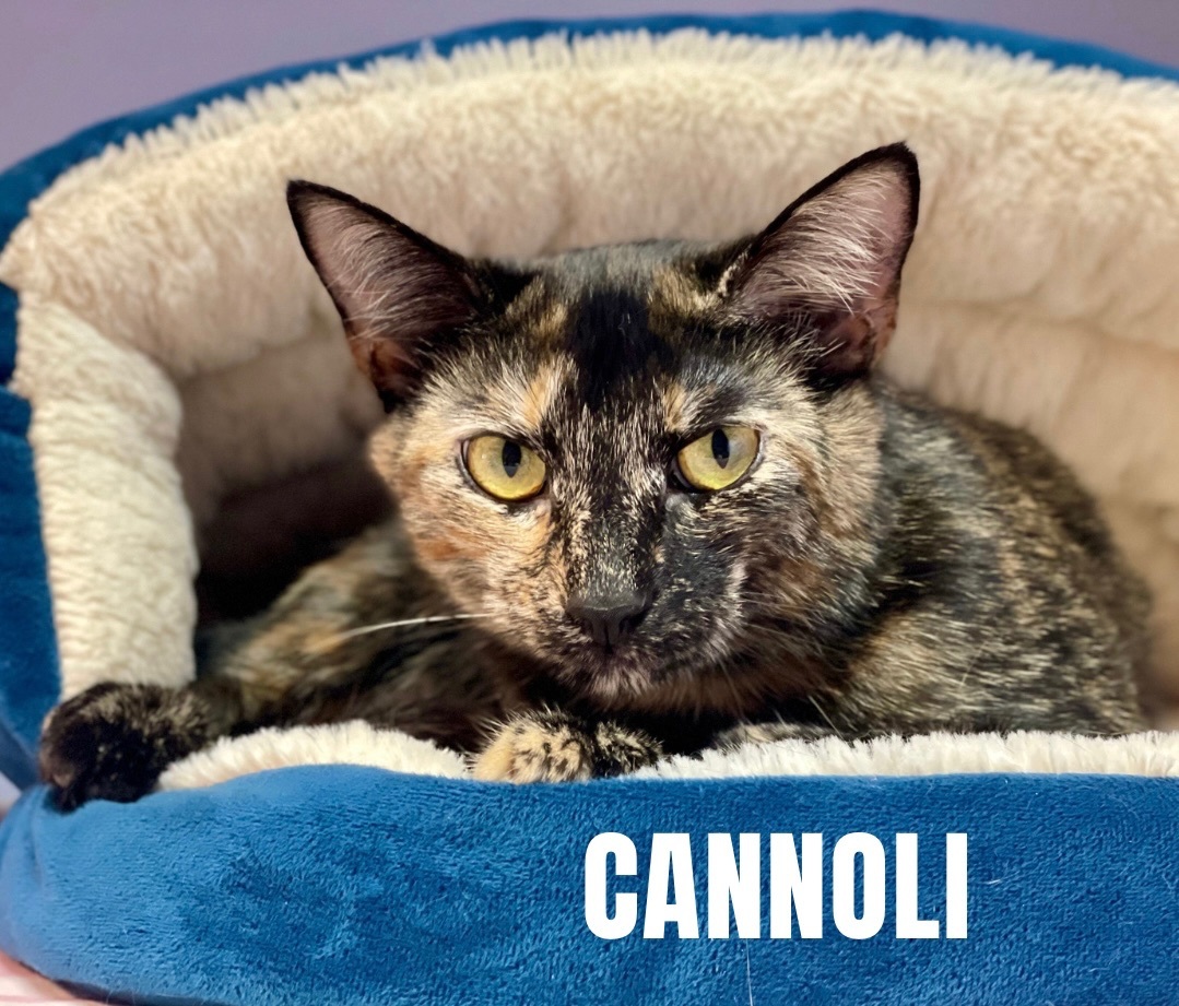 CANNOLI, a Adoptable Domestic Short Hair in Cape May, NJ image 3/12