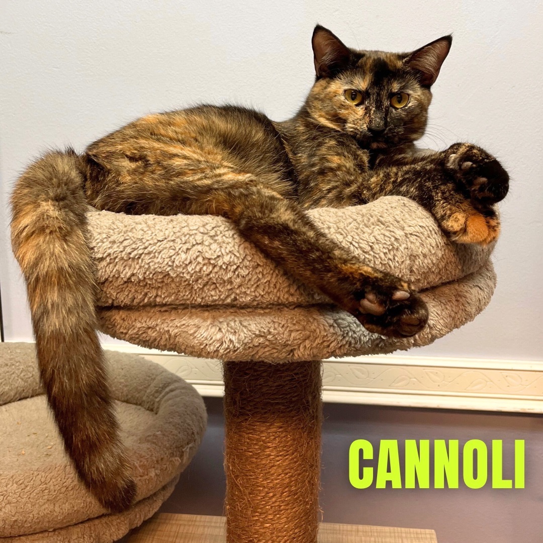 CANNOLI, a Adoptable Domestic Short Hair in Cape May, NJ image 4/12