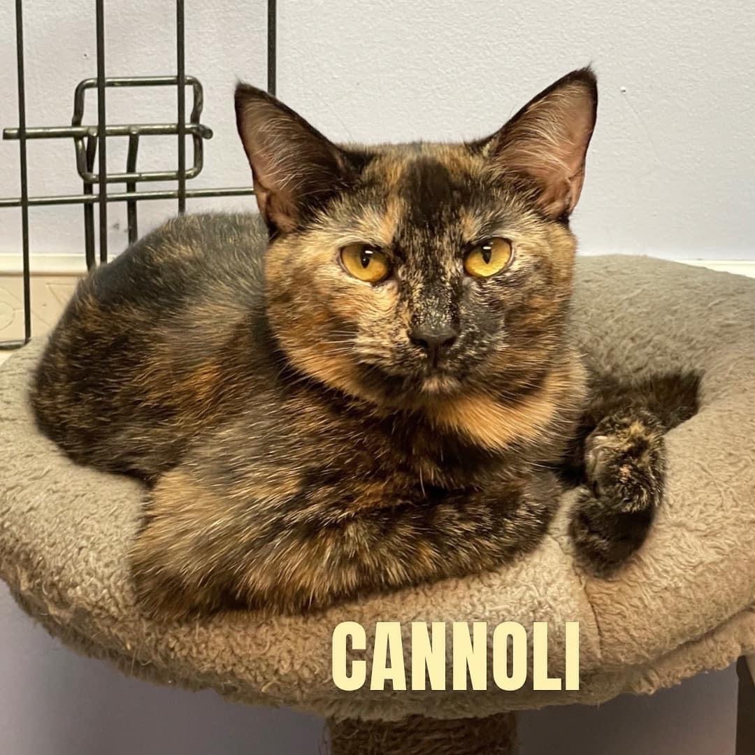 CANNOLI, a Adoptable Domestic Short Hair in Cape May, NJ image 5/12