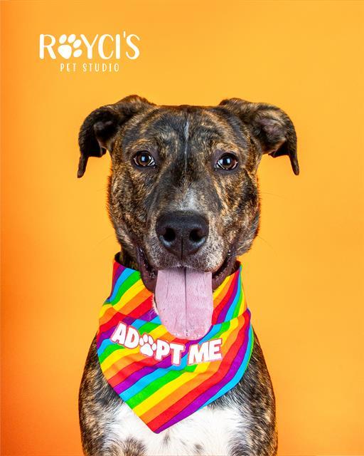 Enlarge CYRUS BYRUS, a Adoptable mixed breed in West Valley City, UT image 1/1