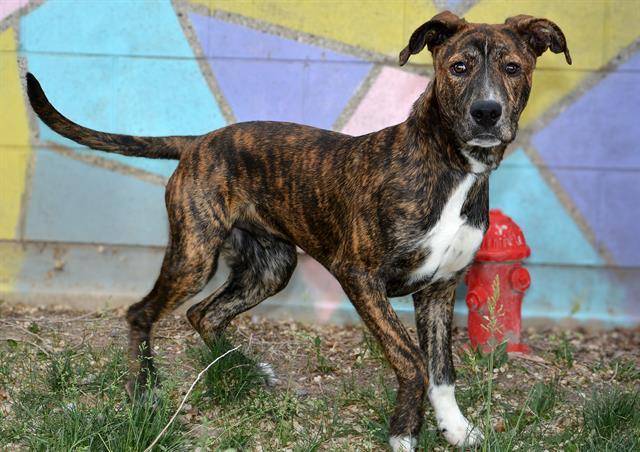 Enlarge CYRUS BYRUS, a Adoptable mixed breed in West Valley City, UT image 1/1