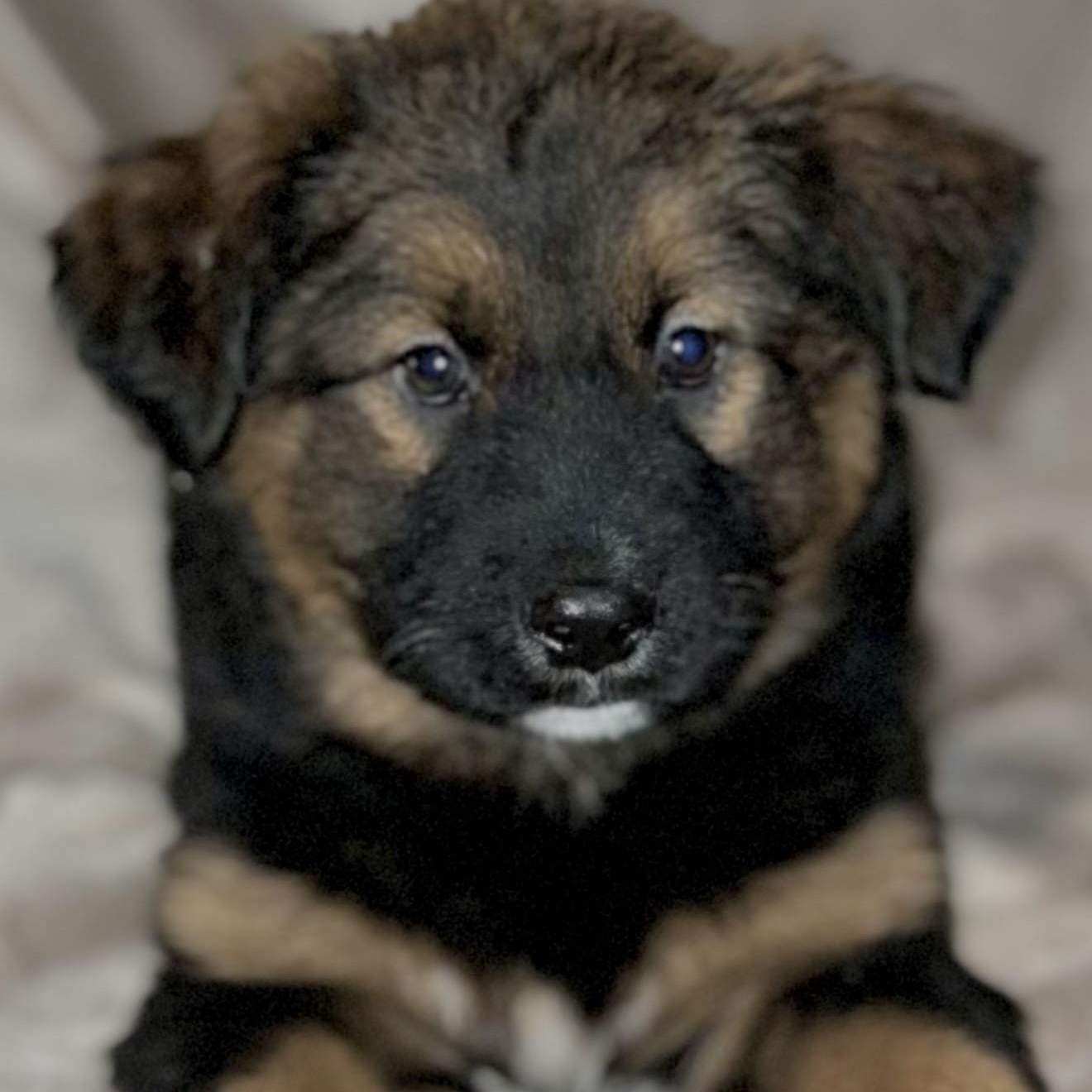 Enlarge Nova , a ADOPTABLE mixed breed in Pelham, NH image 6/6