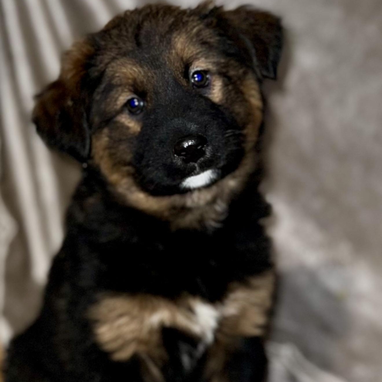Nova , ADOPTABLE, Puppy Female Shepherd & Mixed Breed.