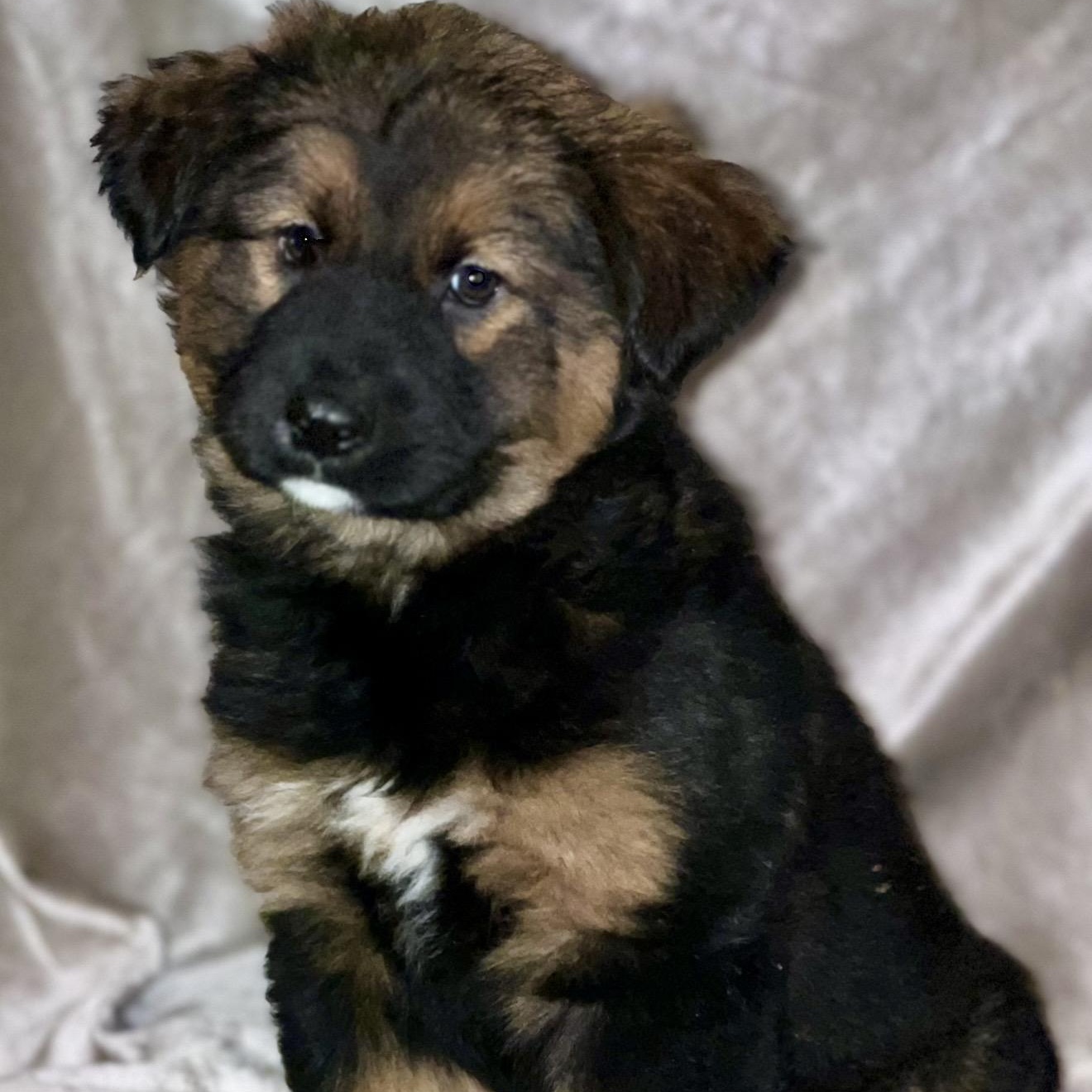 Enlarge Nova , a ADOPTABLE mixed breed in Pelham, NH image 5/6