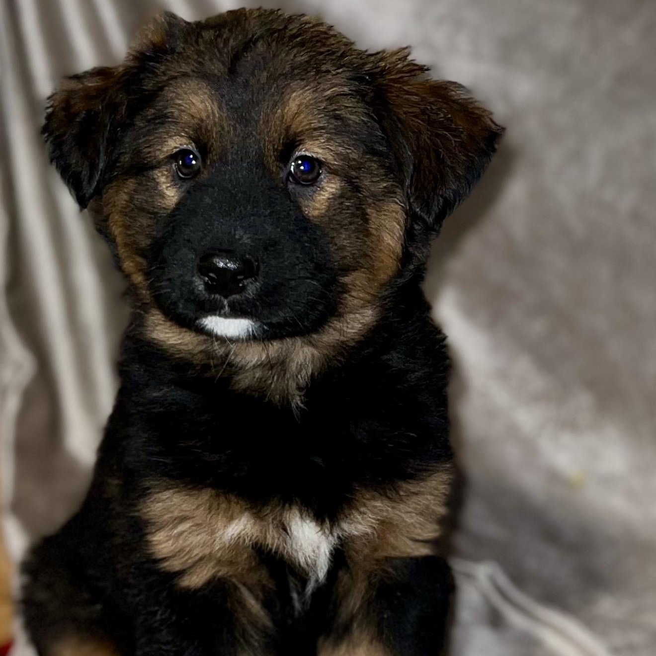 Enlarge Nova , a ADOPTABLE mixed breed in Pelham, NH image 2/6