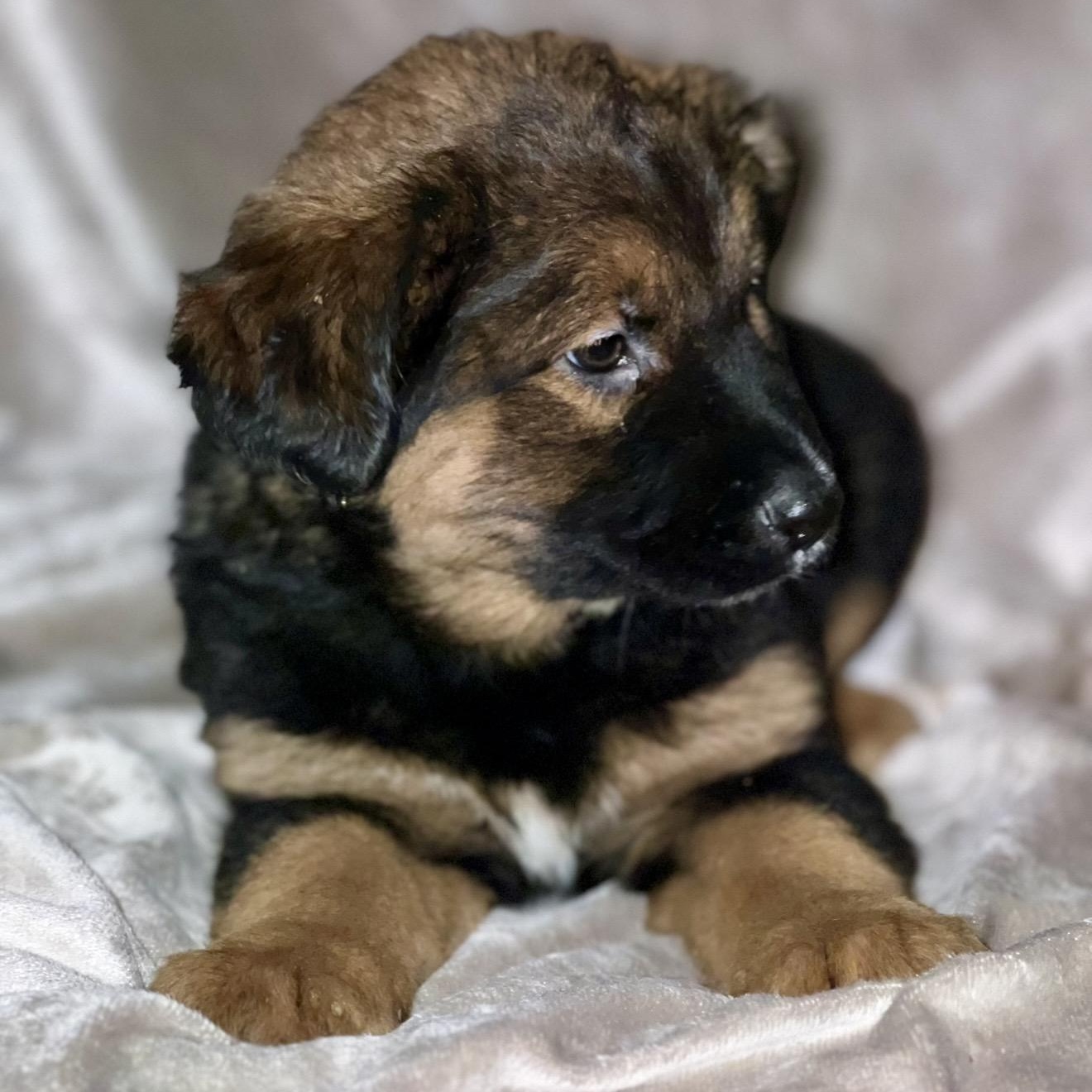 Enlarge Nova , a ADOPTABLE mixed breed in Pelham, NH image 3/6