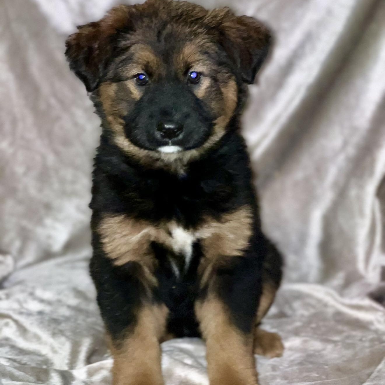 Enlarge Nova , a ADOPTABLE mixed breed in Pelham, NH image 4/6