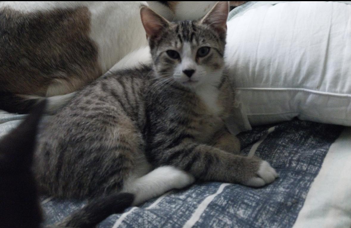 Enlarge Jonathan, a Adoptable Domestic Short Hair in Aylett, VA image 4/5