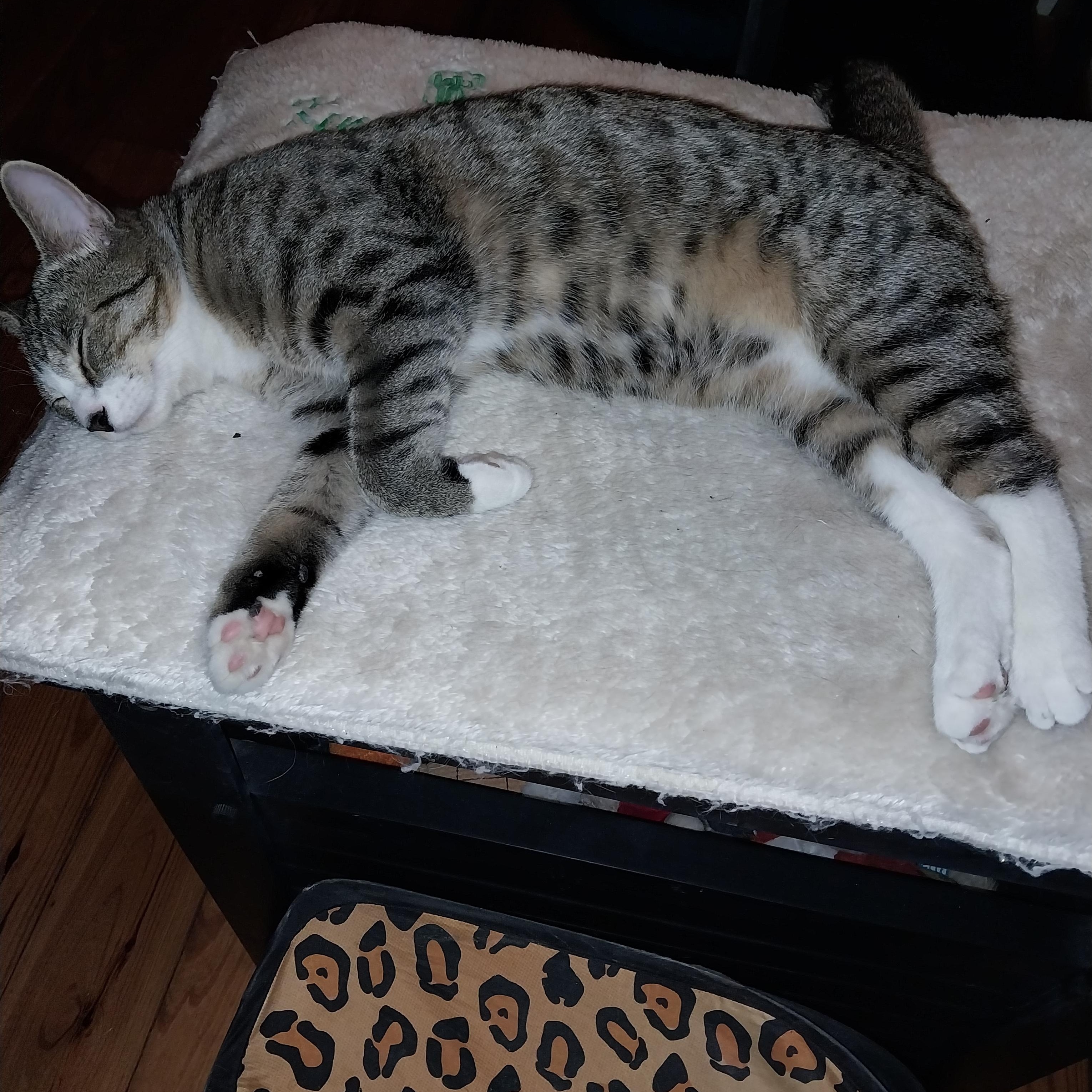 Enlarge Jonathan, a Adoptable Domestic Short Hair in Aylett, VA image 3/5