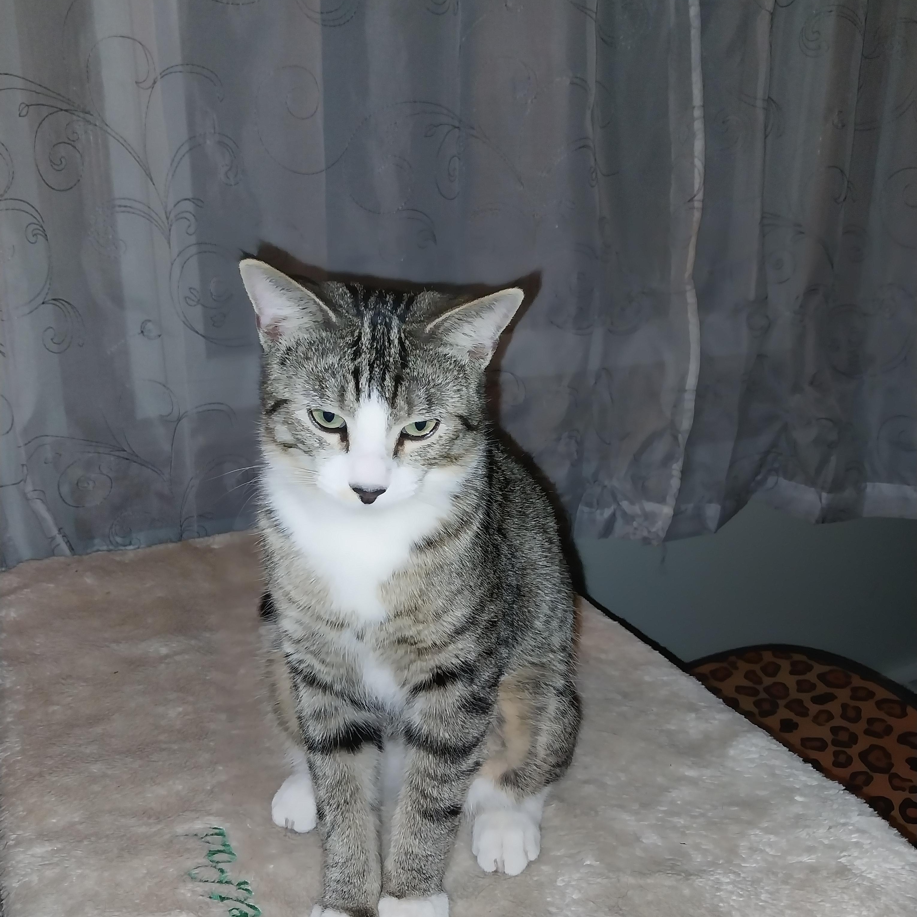 Enlarge Jonathan, a Adoptable Domestic Short Hair in Aylett, VA image 1/5