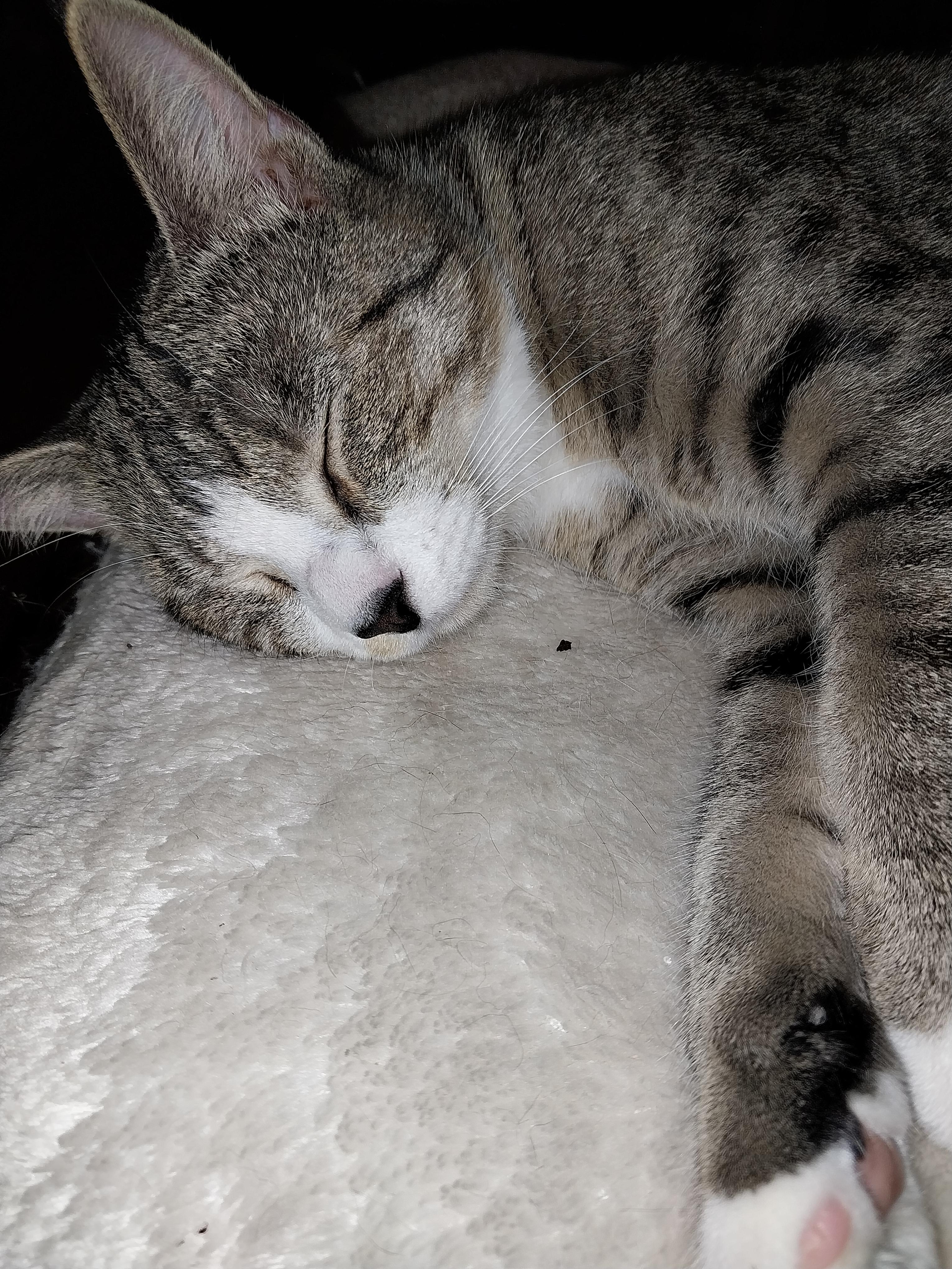 Enlarge Jonathan, a Adoptable Domestic Short Hair in Aylett, VA image 2/5