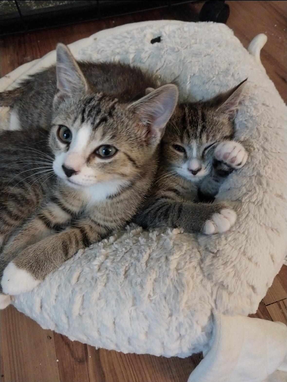 Enlarge Jonathan, a Adoptable Domestic Short Hair in Aylett, VA image 5/5