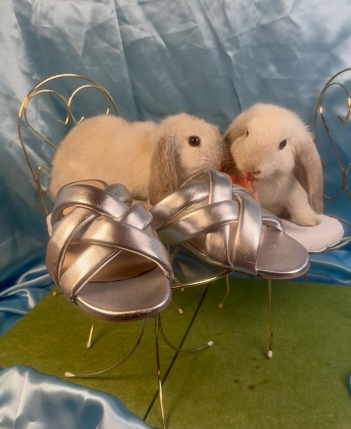 Enlarge Skylar & Dorothy, a ADOPTABLE Holland Lop in Salisbury Mills, NY image 2/5
