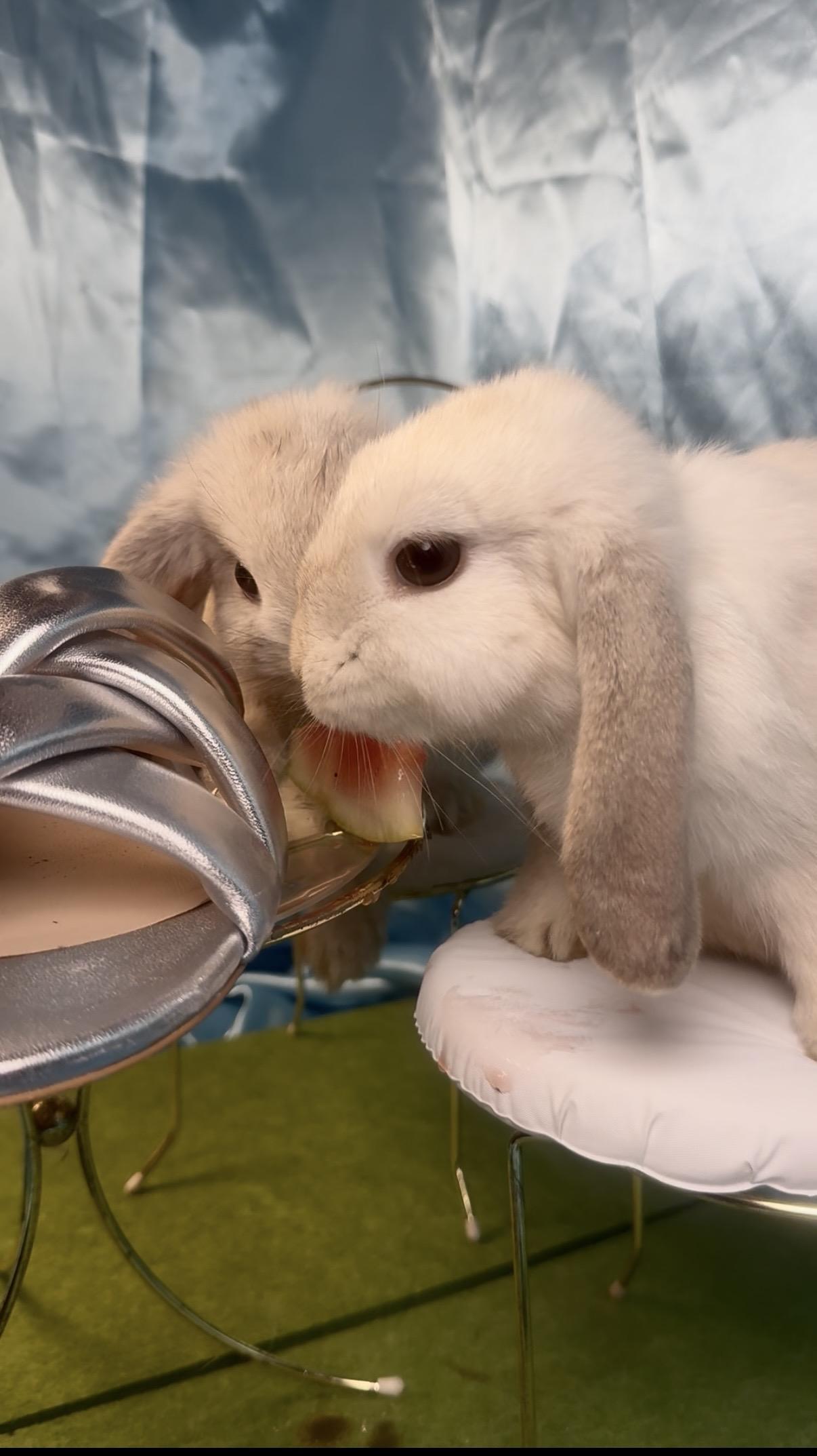 Enlarge Skylar & Dorothy, a ADOPTABLE Holland Lop in Salisbury Mills, NY image 3/5