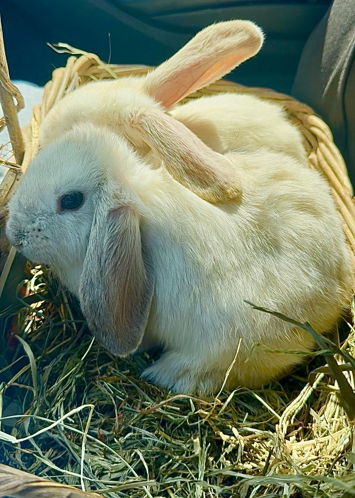 Enlarge Skylar & Dorothy, a ADOPTABLE Holland Lop in Salisbury Mills, NY image 1/5