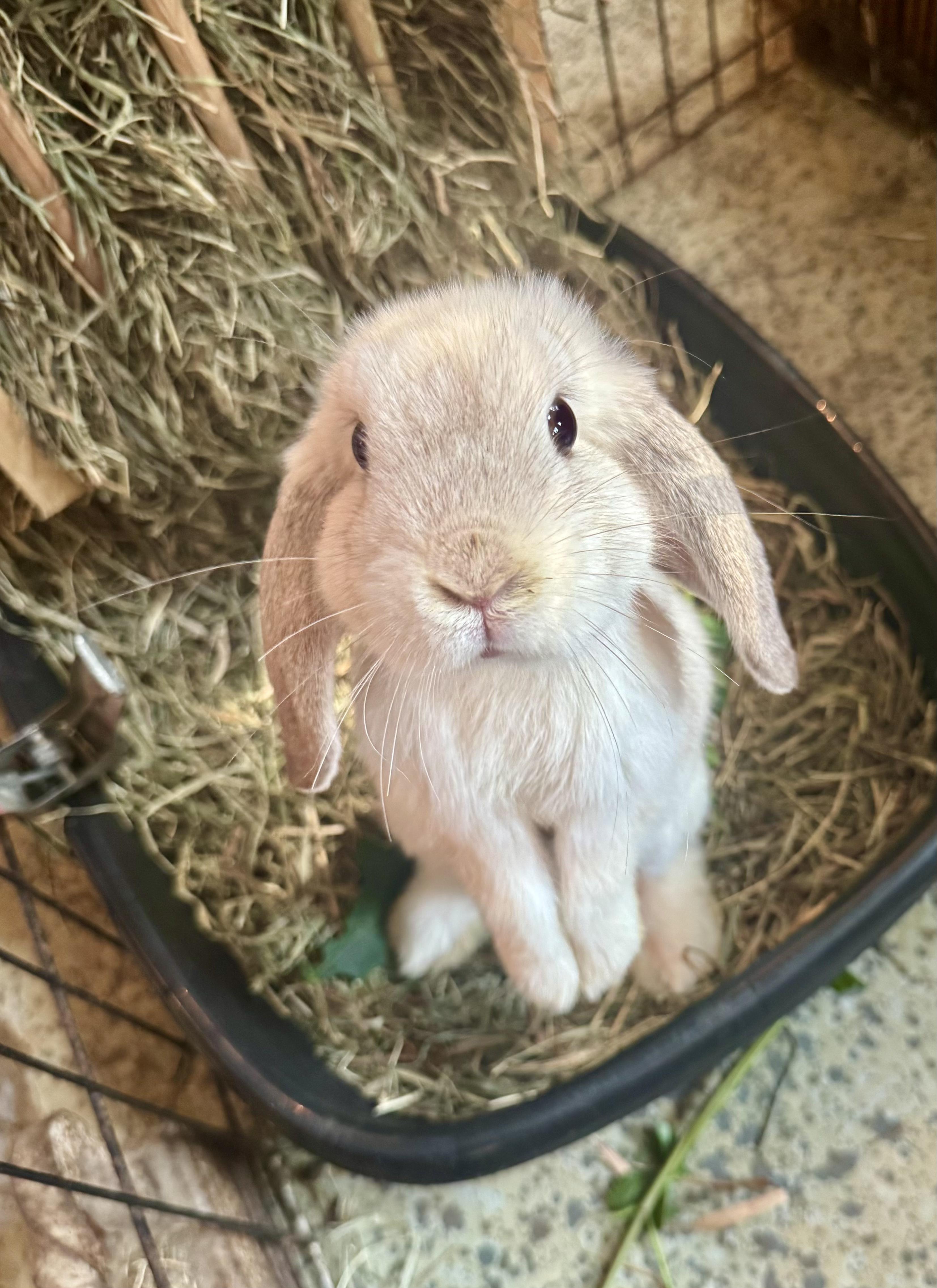 Enlarge Skylar & Dorothy, a ADOPTABLE Holland Lop in Salisbury Mills, NY image 4/5