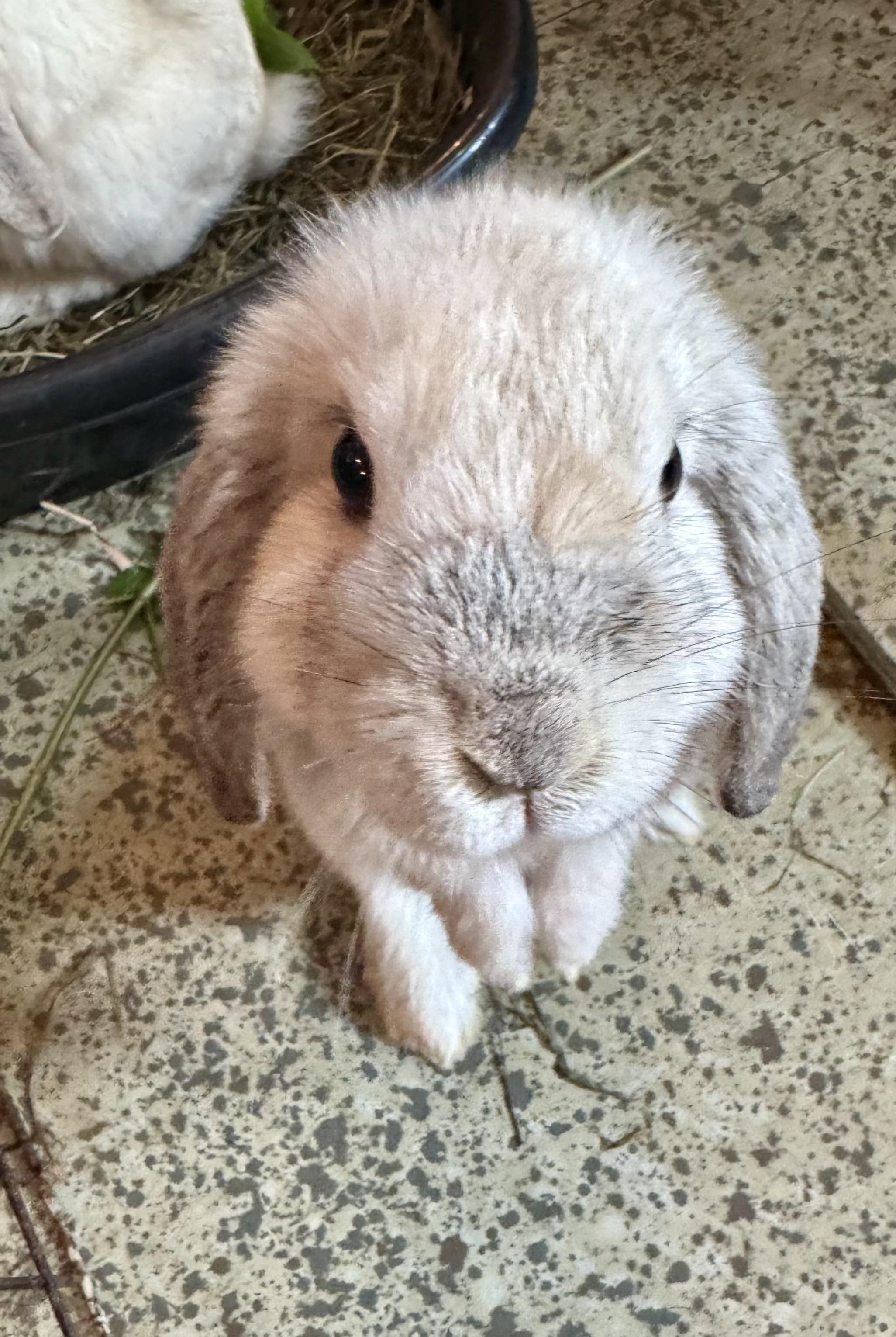 Enlarge Skylar & Dorothy, a ADOPTABLE Holland Lop in Salisbury Mills, NY image 5/5