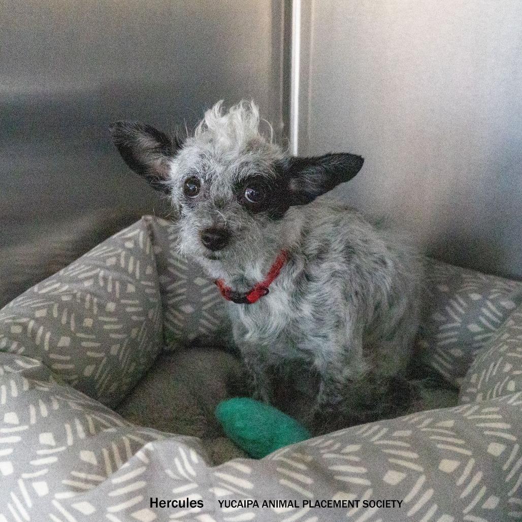 Enlarge Hercules, a Adoptable mixed breed in Yucaipa, CA image 1/6