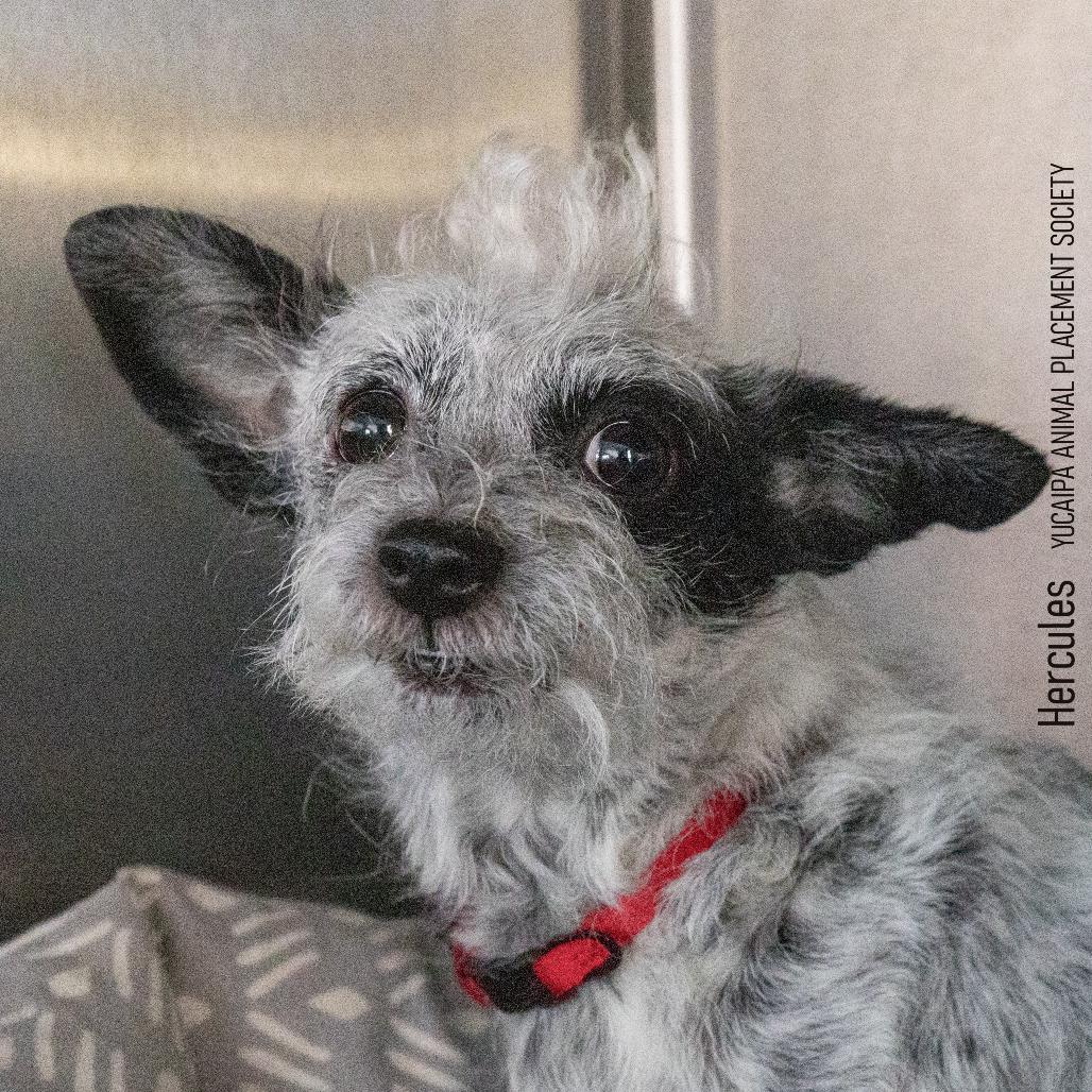 Enlarge Hercules, a Adoptable mixed breed in Yucaipa, CA image 2/6