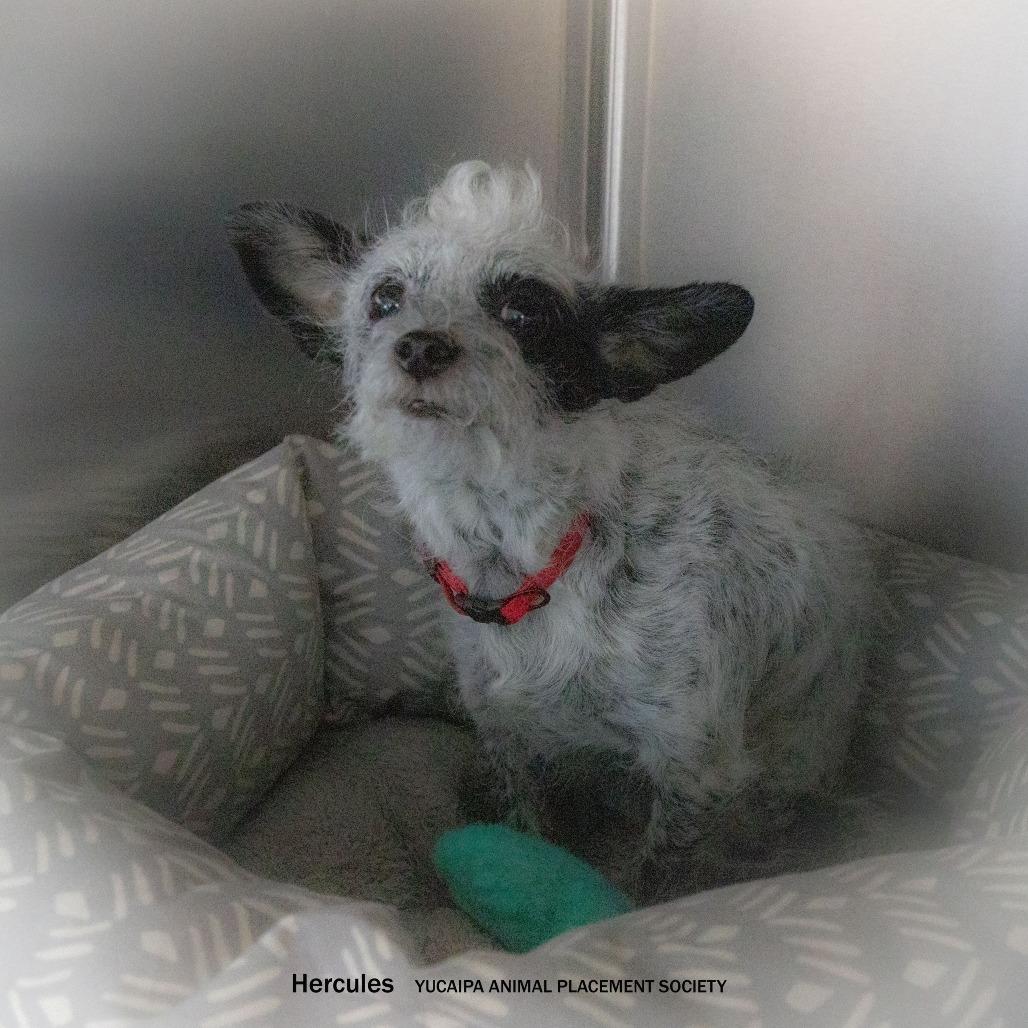 Enlarge Hercules, a Adoptable mixed breed in Yucaipa, CA image 3/6