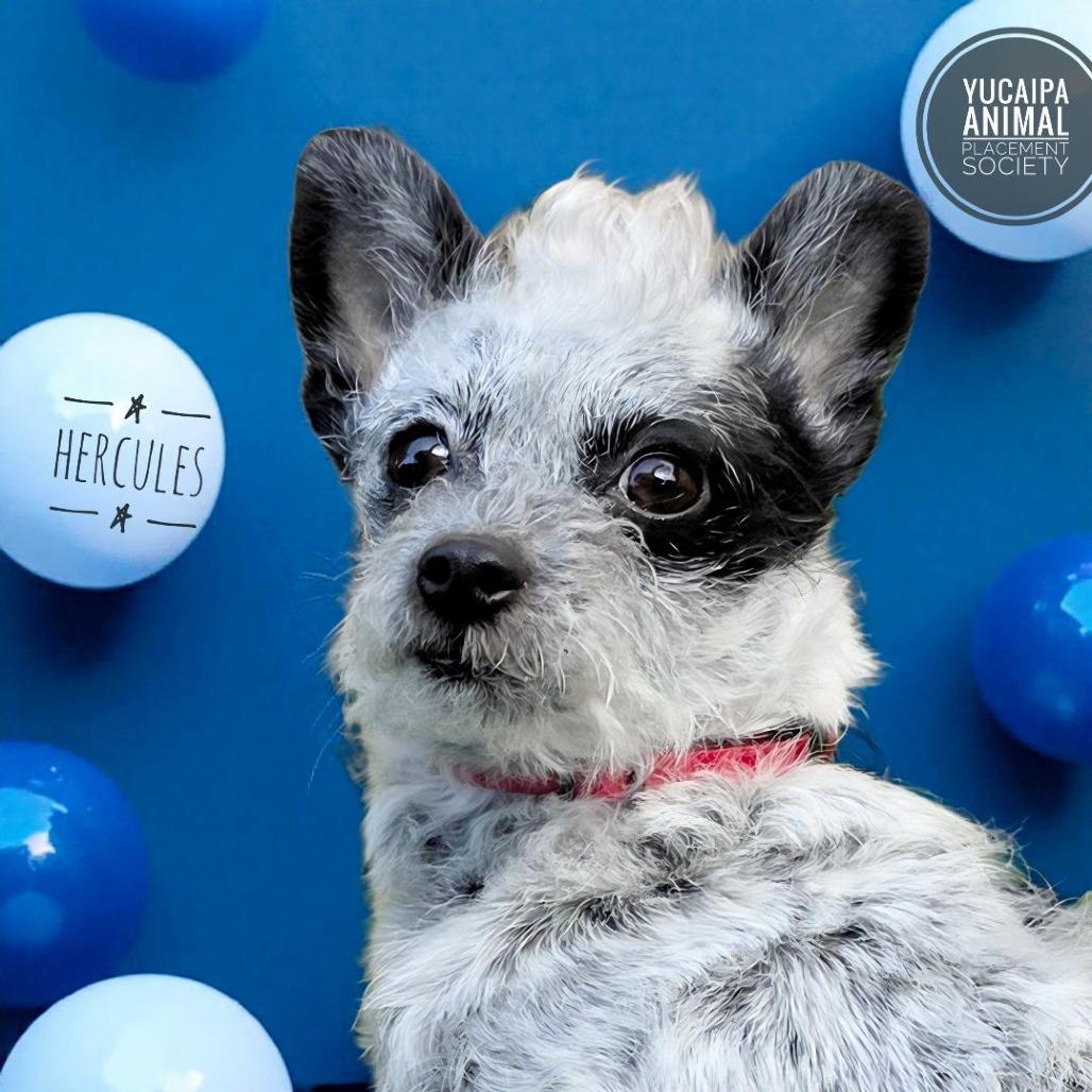 Enlarge Hercules, a Adoptable mixed breed in Yucaipa, CA image 4/6