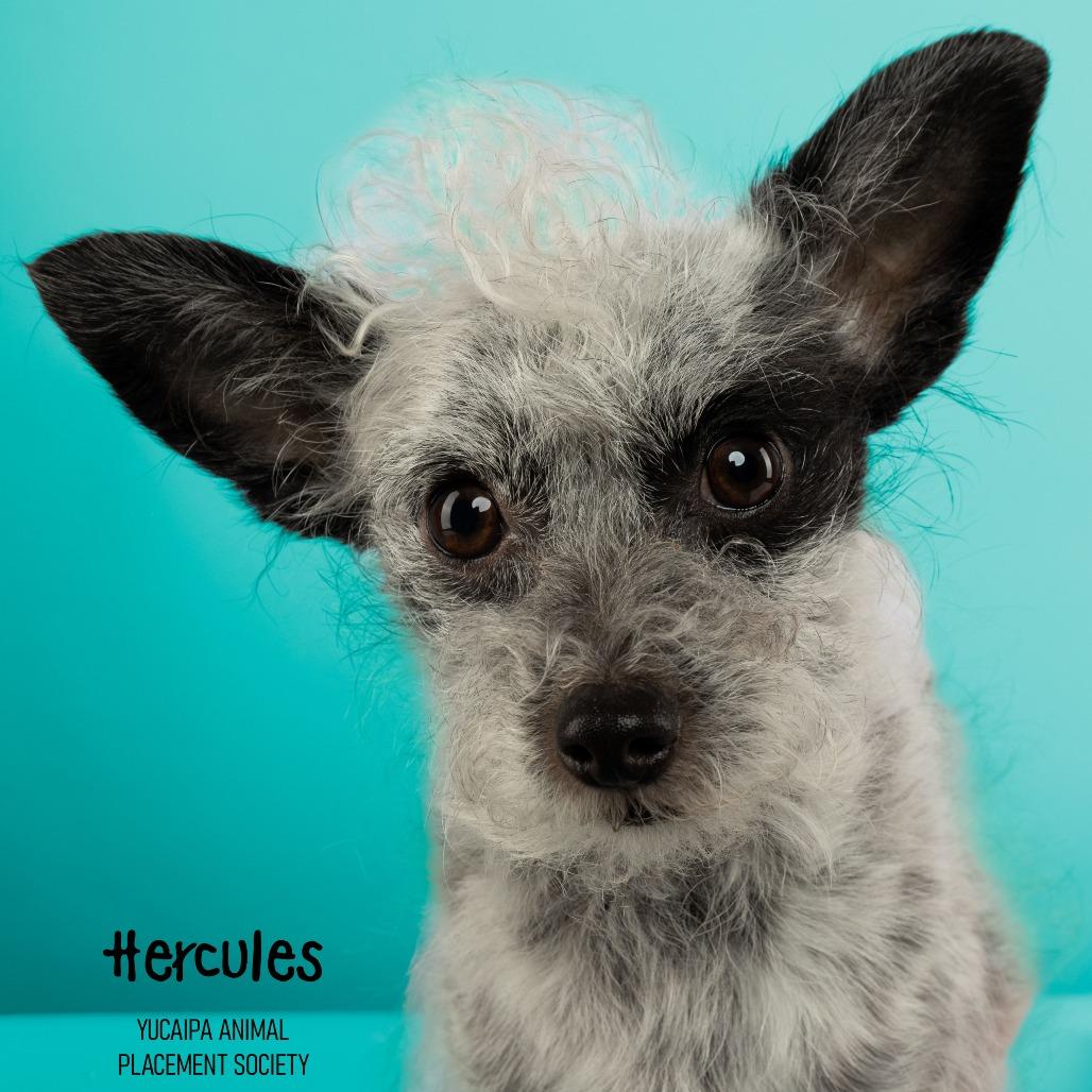 Enlarge Hercules, a Adoptable mixed breed in Yucaipa, CA image 5/6