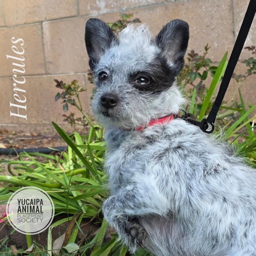 Enlarge Hercules, a Adoptable mixed breed in Yucaipa, CA image 5/6