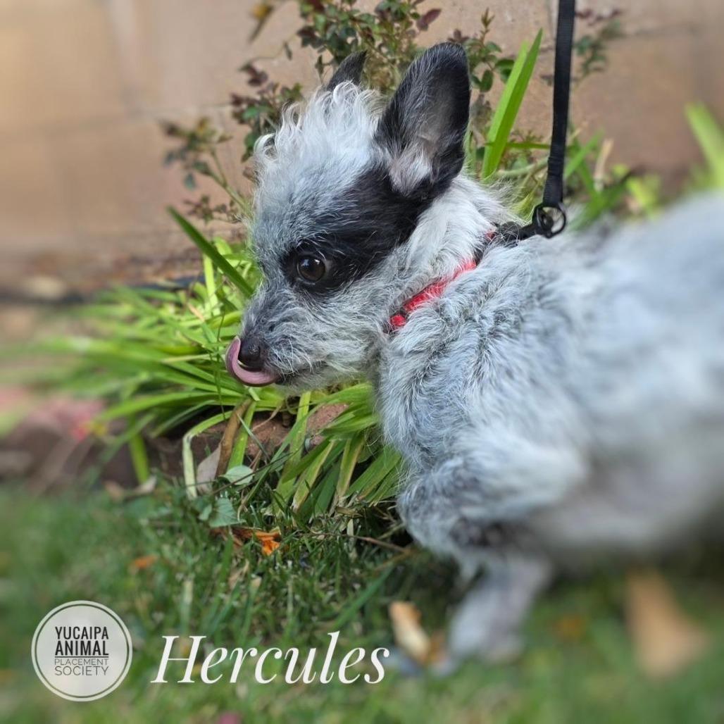 Enlarge Hercules, a Adoptable mixed breed in Yucaipa, CA image 6/6