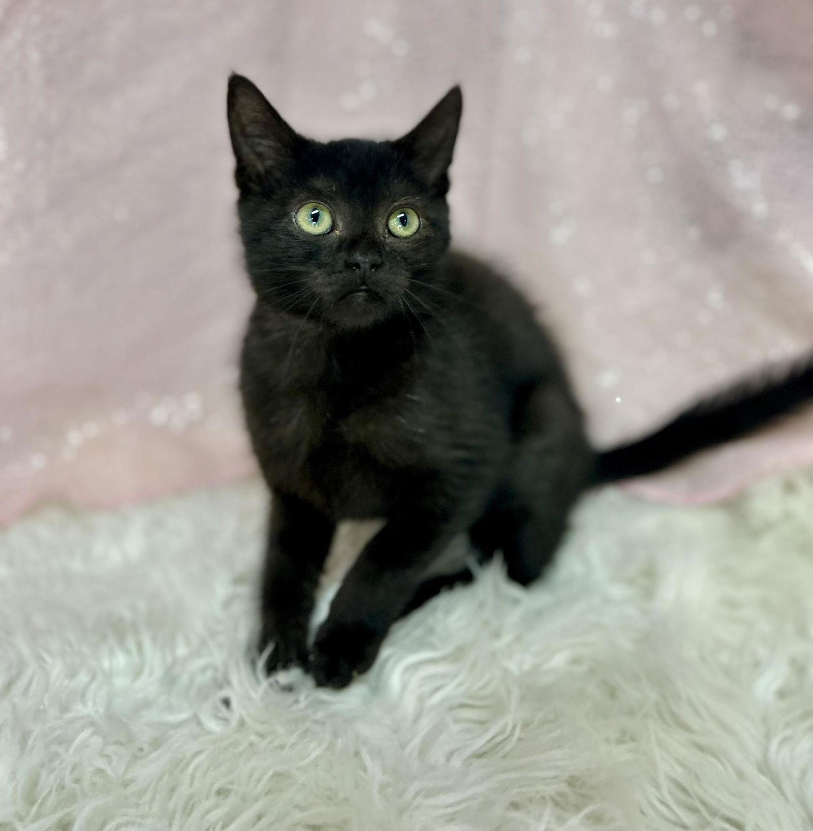 Enlarge Tofu, a Adopted Domestic Short Hair in Clarkesville, GA image 1/1