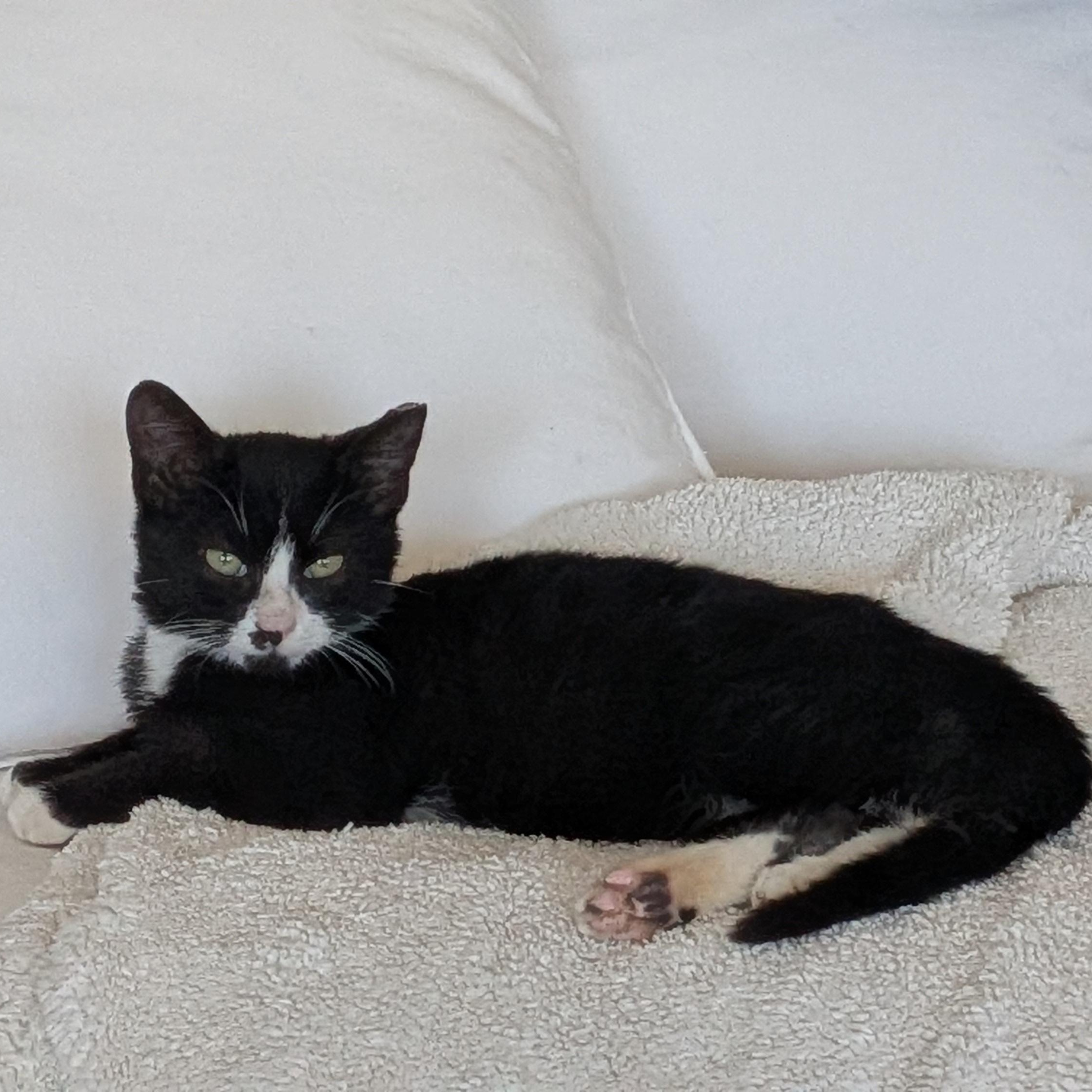 Nacho, ADOPTABLE, Kitten Male Tuxedo.
