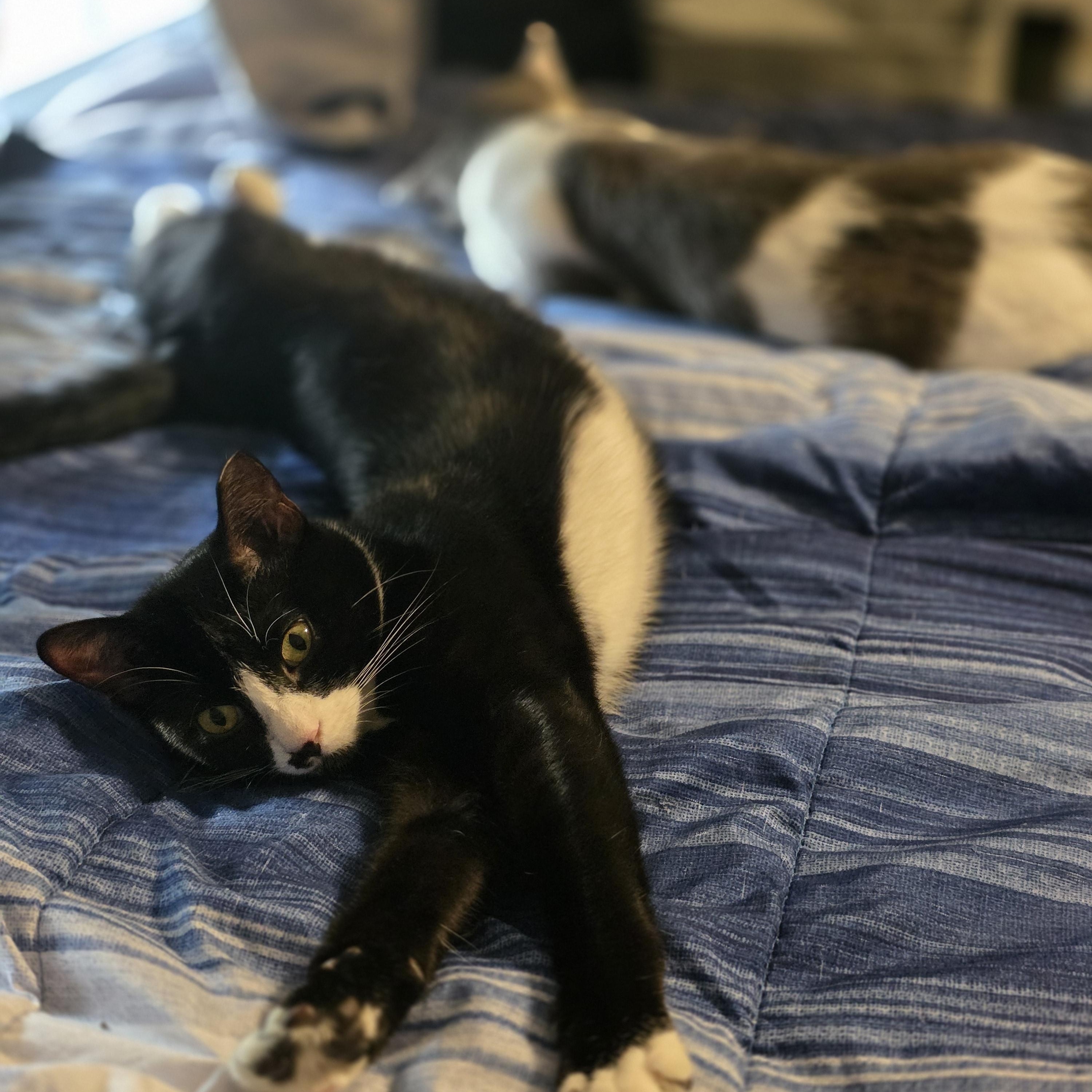 Nacho, adoptable, Kitten Male Tuxedo.